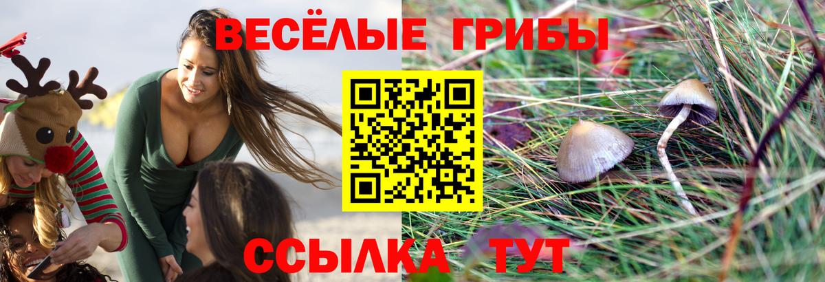 Чернушка  Галлюциногенные грибы Magic Shrooms  Вход с VPN 